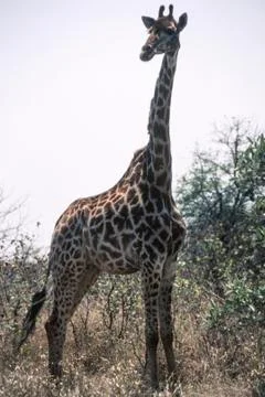 Giraffe Stock Photos