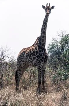 Giraffe Stock Photos