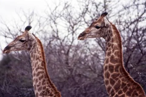 Giraffe Stock Photos