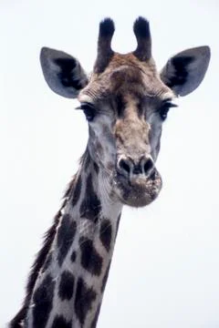 Giraffe Stock Photos