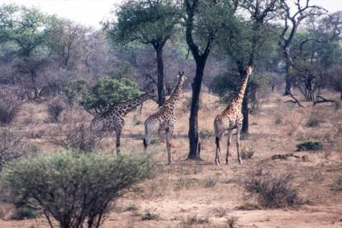 Giraffe Stock Photos