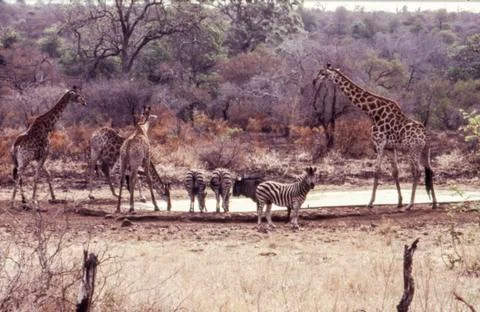 Giraffe Stock Photos