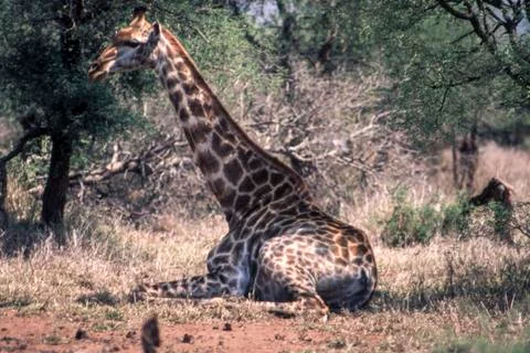 Giraffe Stock Photos