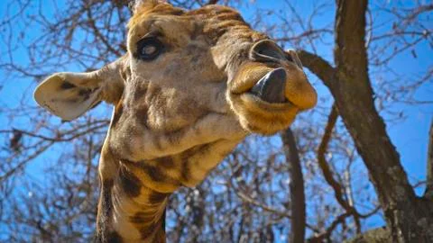 Giraffe Stock Photos