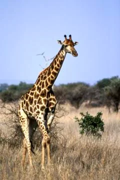 Giraffe Stock Photos