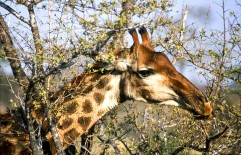 Giraffe Stock Photos