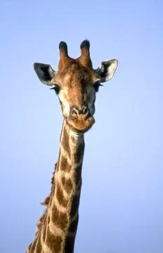 Giraffe Stock Photos