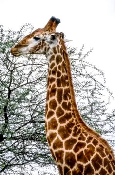 Giraffe Stock Photos