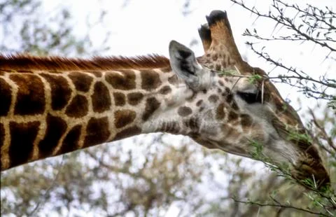 Giraffe Stock Photos