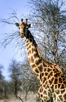 Giraffe Stock Photos