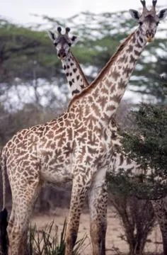 Giraffe Stock Photos
