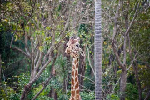 Giraffe  Stock Photos