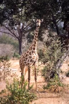 Giraffe Stock Photos