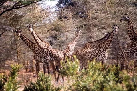 Giraffe Stock Photos
