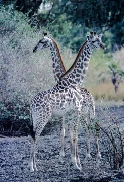 Giraffe Stock Photos