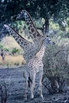 Giraffe Stock Photos