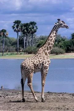 Giraffe Stock Photos