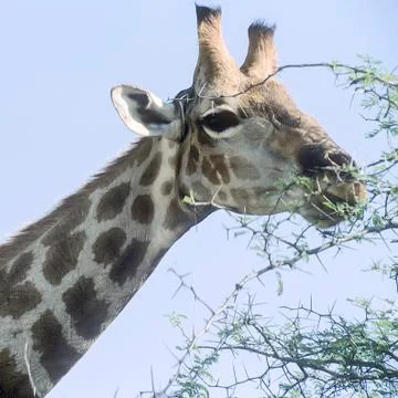 Giraffe Stock Photos