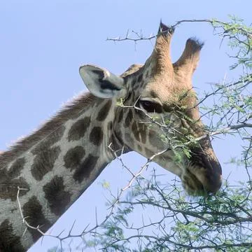 Giraffe Stock Photos