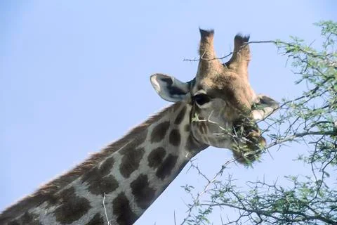 Giraffe Stock Photos