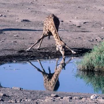 Giraffe Stock Photos