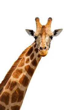 Giraffe Foto stock