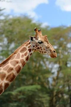 Giraffe 写真素材