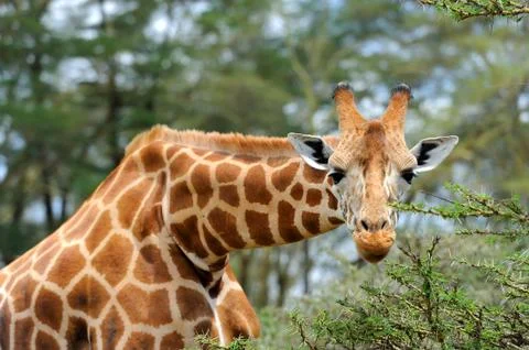 Giraffe 写真素材