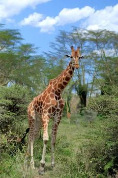 Giraffe Foto stock