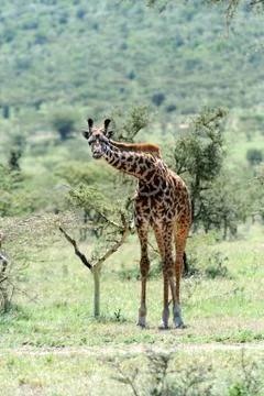 Giraffe Foto stock