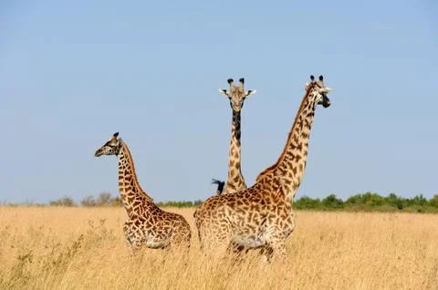 Giraffe Foto stock