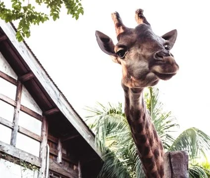 Giraffe Stock Photos