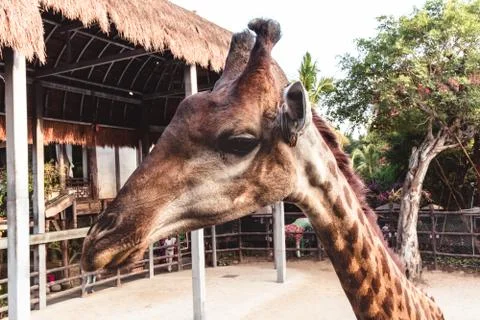 Giraffe Stock Photos