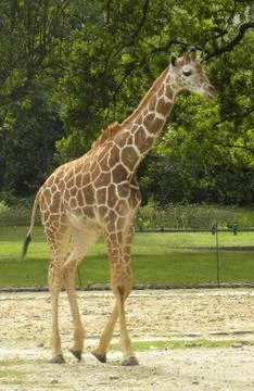 A giraffe Foto stock