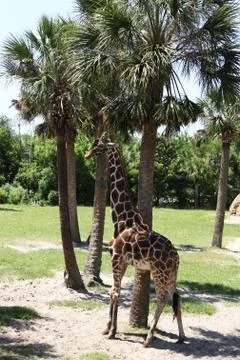 Giraffe Stock Photos