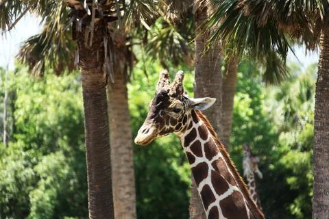 Giraffe Stock Photos