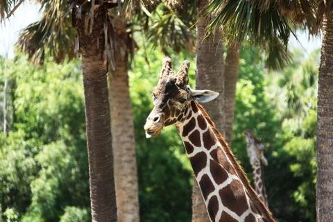 Giraffe Stock Photos