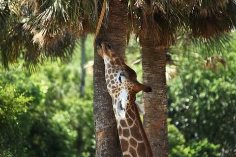 Giraffe Stock Photos