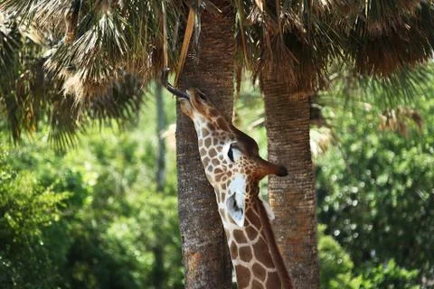 Giraffe Stock Photos