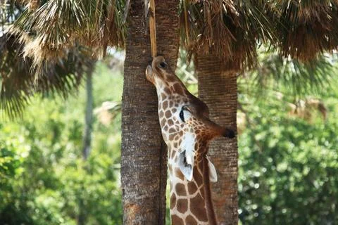 Giraffe Stock Photos