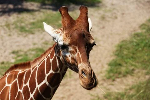 Giraffe Stock Photos