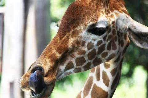 Giraffe Stock Photos
