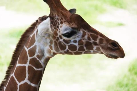 Giraffe Stock Photos