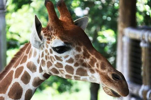 Giraffe Stock Photos