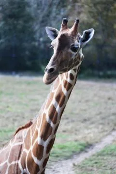 Giraffe Stock Photos