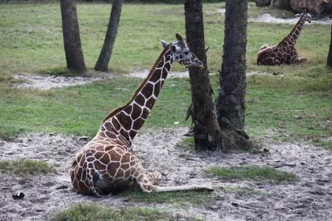 Giraffe Stock Photos