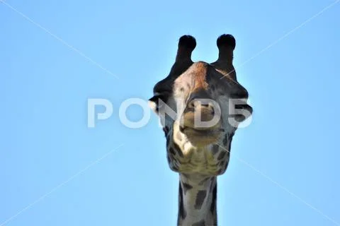 Giraffe Stock Photos