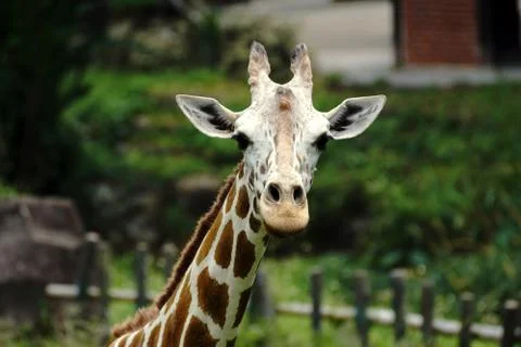 Giraffe Stock Photos