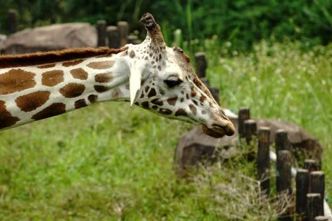 Giraffe Stock Photos