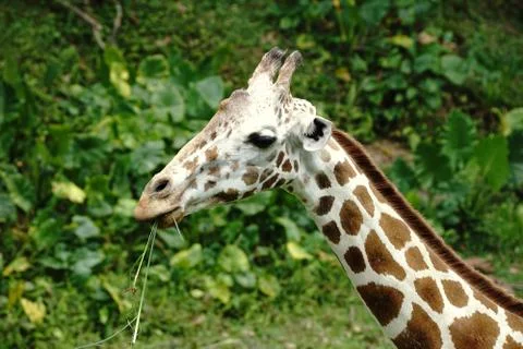 Giraffe Stock Photos